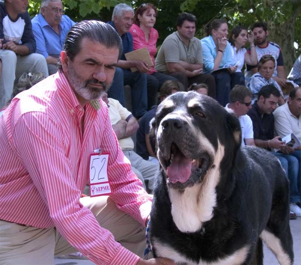 Azabache de Campollano EXC. 3 - Open Class Males - Monográfica AEPME Valencia de Don Juan, León, Spain, 02.09.2006
(Ribero de Reciecho x Clara de Campollano)
Born: 19.01.2004 
Keywords: 2006 duelos azabache