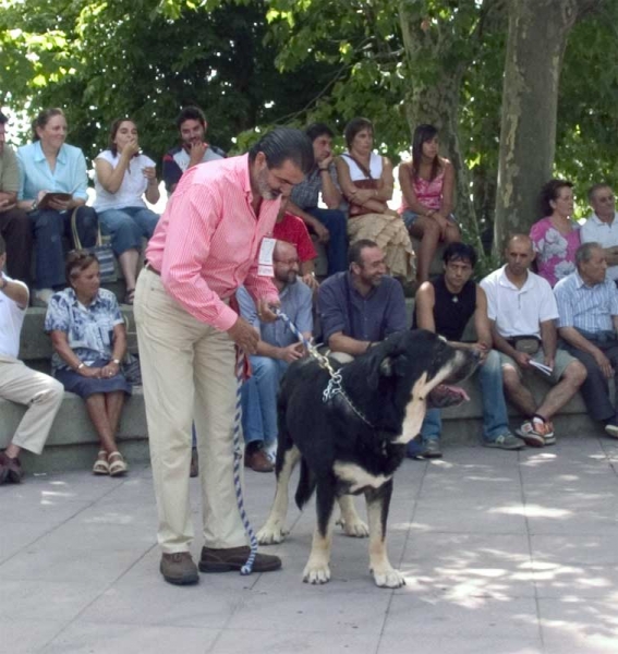 Azabache de Campollano EXC. 3 - Open Class Males - Monográfica AEPME Valencia de Don Juan, León, Spain, 02.09.2006
(Ribero de Reciecho x Clara de Campollano)
Born: 19.01.2004
Keywords: 2006 duelos azabache