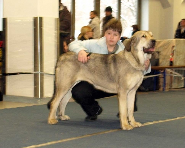 Lady Carla Tornado Erben (Open Class Females): Very Good 1, in junior handler 3. place - International Dog Show, Tallinn, 13-14.02.2009
(Basil Mastifland x Florita Maja Tornado Erben)
Born: 13.12.2006

Keywords: 2009