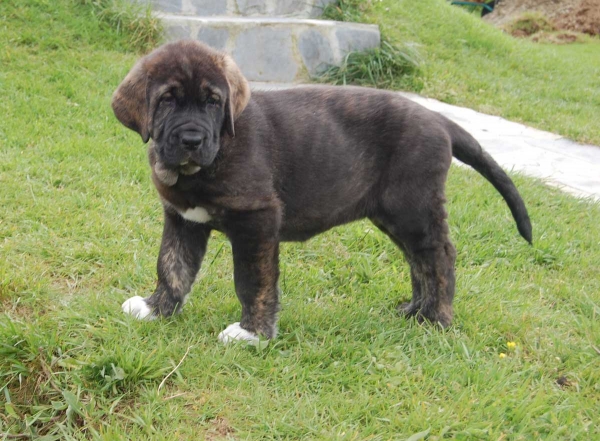 Dama de Villapedre - born 12.03.2012
Solo de Folgueras X Lima del Macareno
 
Keywords: puppyspain villapedre