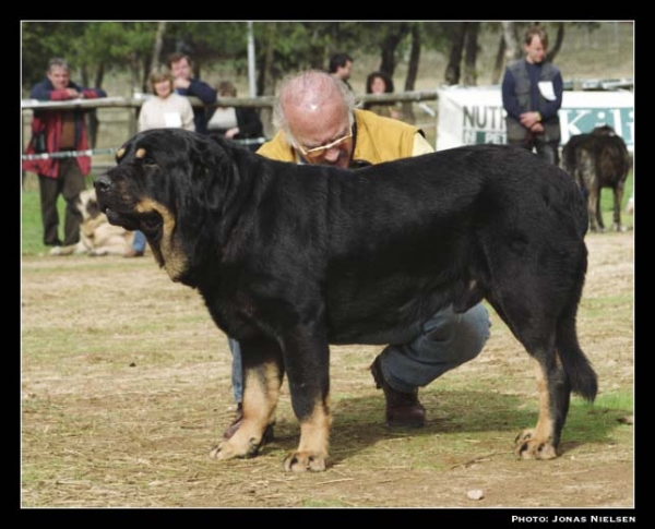 Baltasar de Campollano - Open Class Males, Exc. 2 - XXI Monográfica AEPME 2001
(Ortuño del Espinillo x Flecha de Campollano)
Born: 5-11-1998
Breeder: José Luis Moncada
Owner: Sergio de Salas





Keywords: 2001 pardo