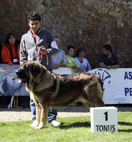 Barco Bello de Montes del Pardo: EXC 1 - Champion Class Males, Monográfica AEPME 13.09.2008
(Pizarro de Montes del Pardo x Dama de Fontanar) - born: 01.12.05 
Keywords: 2008