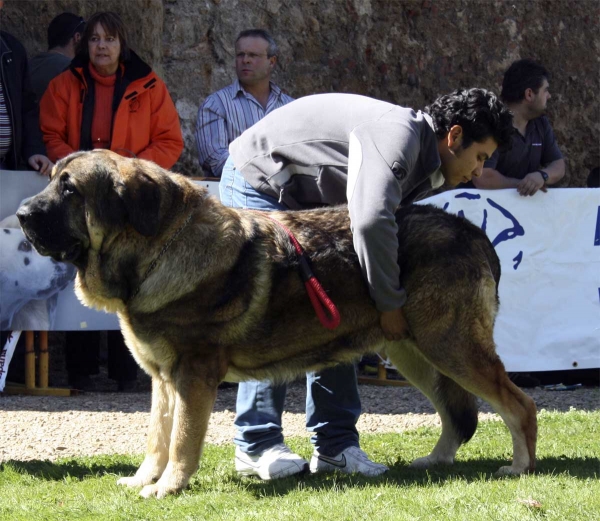 Barco Bello de Montes del Pardo: EXC 1 - Champion Class Males, Monográfica AEPME 13.09.2008
(Pizarro de Montes del Pardo x Dama de Fontanar) - born: 01.12.05 
Keywords: 2008