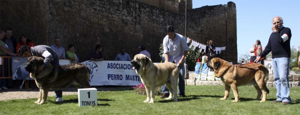 Barco Bello de Montes del Pardo: EXC 1, Seo de Torreanaz: EXC & Tarzán: EXC - Champion Class Males, Monográfica AEPME 13.09.2008
(Pizarro de Montes del Pardo x Dama de Fontanar) - born: 01.12.05 
Keywords: 2008