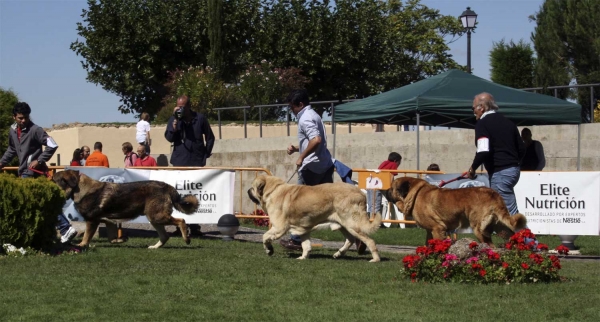 Barco Bello de Montes del Pardo: EXC 1, Seo de Torreanaz: EXC & Tarzán: EXC - Champion Class Males, Monográfica AEPME 13.09.2008
(Pizarro de Montes del Pardo x Dama de Fontanar) - born: 01.12.05 
Keywords: 2008