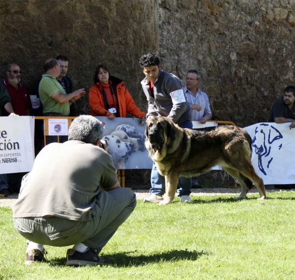 Barco Bello de Montes del Pardo: EXC 1 - Champion Class Males, Monográfica AEPME 13.09.2008
(Pizarro de Montes del Pardo x Dama de Fontanar) - born: 01.12.05 
Keywords: 2008 pardo