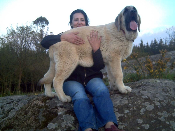 Bardo de La Salombra - 4 meses
(Ch Sanson x Telma de Campollano) 
Born; 08.11.06 
Keywords: muxa puppyspain puppy cachorro