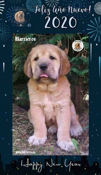 Happy New Year 2020 from Barrieros
