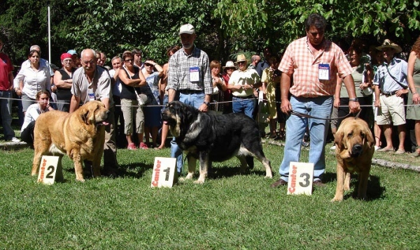 Open Class Females - Clase Abierta Hembras - Barrios de Luna 09.09.2007
Keywords: 2007