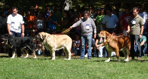 Open Class Males - Clase Abierta Machos - Barrios de Luna 09.09.2007
Keywords: 2007