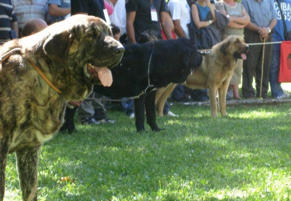 Hessi Mastibe - Young Class Females - Clase Jóvenes Hembras - Barrios de Luna 09.09.2007
Keywords: 2007