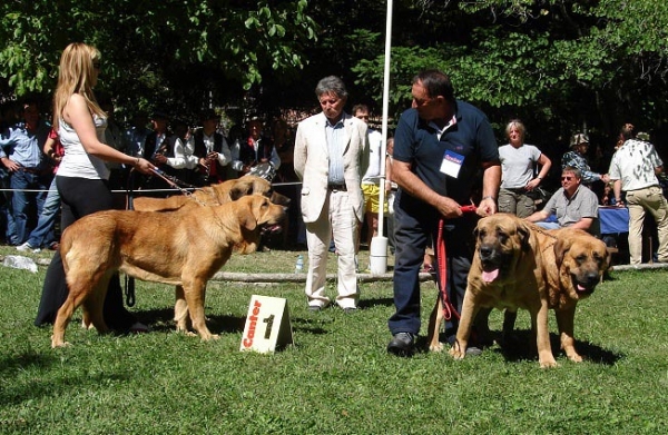 Best Breeding Group - Mejor Grupo de Cría - Barrios de Luna 09.09.2007
Cueto Negro
Keywords: 2007