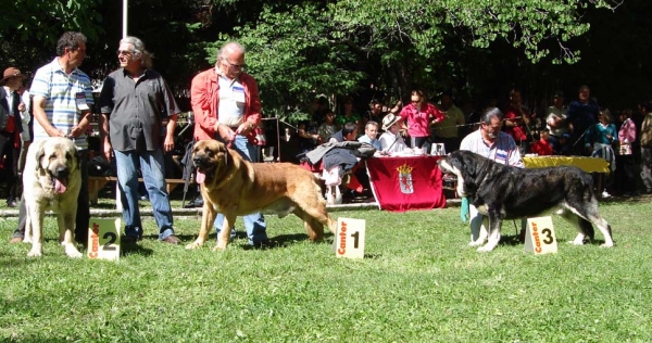 Pando De Galisancho: EXC 2, Tarzan De La Vicheriza: EXC 1 & Azabache De Campollano: EXC 3 - Open Class Males, Barrios de Luna 2008 

 
 
Keywords: 2008