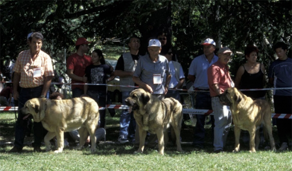 Campero de Laciana, Renol del Valle de Santiago & Ron de Autocan Open Class Males - Barrios de Luna, León, 14.09.2003
Keywords: 2003