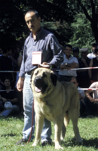 Raphael - Barrios de Luna, León, 14.09.2003
(Rex II de los Mesones x Delta del Valle Escondido)


Keywords: 2003 riberadelpas