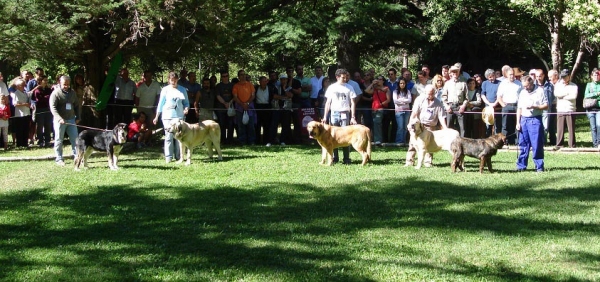 Puppy Class Males - Clase Cachorros Machos - Barrios de Luna 09.09.2007
Keywords: 2007