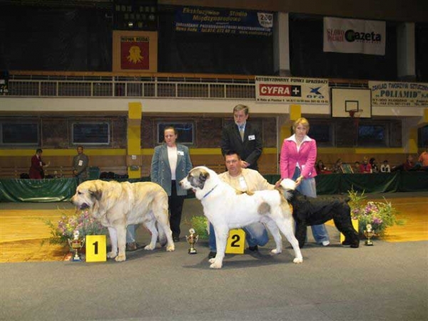 Basil Mastifland - Exc. 1, CWC, Best male of the breed, BOB, BIG, BIS 2 - National Dog Show, Nowa Ruda, Poland - 04.12.2005
(Davidoff von Haus vom Steralted x Ida Fi-It) 
Born: 14.11.2000  

Keywords: 2005 ludareva