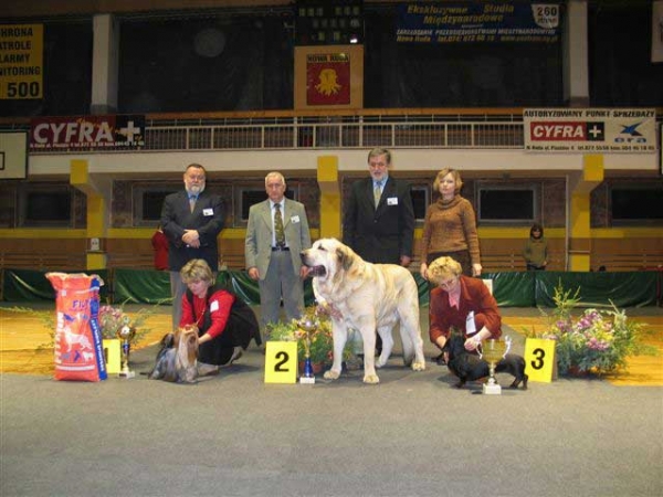 Basil Mastifland - Exc. 1, CWC, Best male of the breed, BOB, BIG, BIS 2 - National Dog Show, Nowa Ruda, Poland - 04.12.2005
(Davidoff von Haus vom Steralted x Ida Fi-It) 
Born: 14.11.2000  
 

Keywords: 2005 ludareva