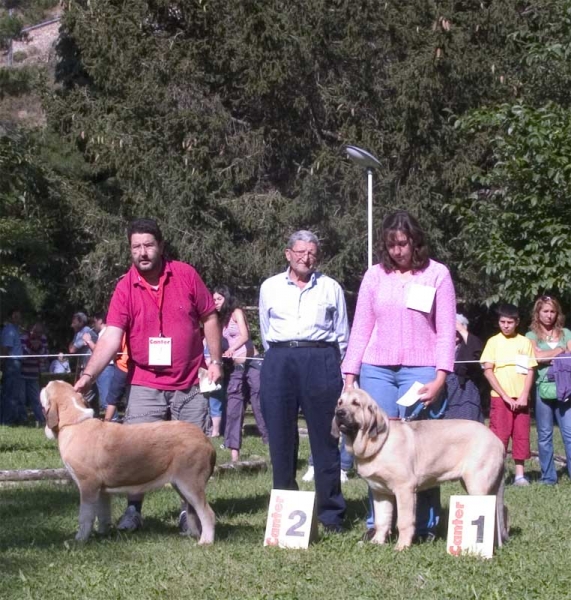 Ring Best Puppy - Barrios de Luna, León, Spain 10.09.2006
2. Laguna (Los Payuelos): (Ron de Babia x Trufa de Trashumancia) Born: 28.03.2006 - Breeder & owner: Baltasar Redondo Redondo

1. Ramonet (Los Payuelos: (Ron de Babia x Trufa de Trashumancia) Born: 28.03.2006 - Breeder: Baltasar Redondo Redondo, owner: Lenka Erbenova
Keywords: 2006 puppyspain puppy cachorro