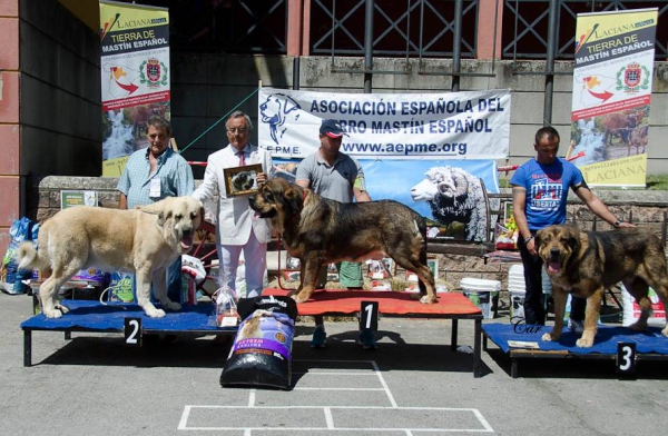 Best Open Class Males - Villablino 01.08.2015
2. Tejo de Laciana
1. Ron de Amdece de Nava
3. Zeus de Truebano
Keywords: 2015