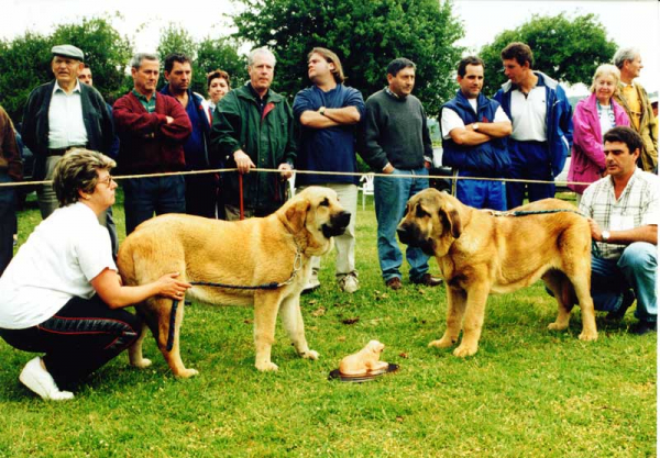 Vereda & Caminante de Laciana - Best Puppies -  Prioro, León 27.06.1999


Keywords: 1999 laciana