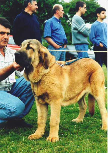 Caminante de Laciana - Best Puppy, Prioro, León 27.06.1999


Keywords: 1999 laciana