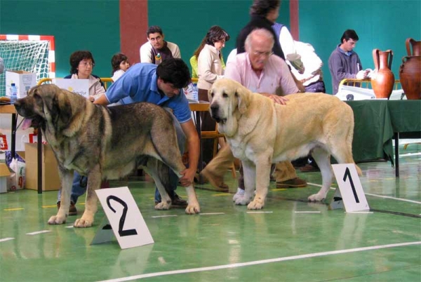 Oda de Valdejera Exc. 2 - Dama de Fontenar Exc. 1, CAC, Best Female - OPEN CLASS FEMALES, XXV Monográfica AEPME 30.10.2005
Oda de Valdejera: (Ch. Cañon de Fuente Mimbre x Selva) Born: 08.08.2003 - Breeder & owner: Eduardo Sierra
Dama de Fontanar: (Rubi de Montes del Pardo x Kenia de Fontanar) Born: 06.01.2002 - Breeder: Jesús Salido - Owner: Sergio de Salas  
 
  

Keywords: 2005