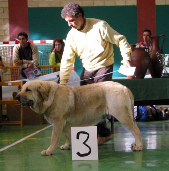 Braña de Galisancho - Exc. 3 - OPEN CLASS FEMALES, XXV Monográfica AEPME 30.10.2005
(Ulises de Ablanera x Musa de Galisancho)
Born: 11.01.2003
Breeder & owner: Pedro García Martín  

Keywords: 2005