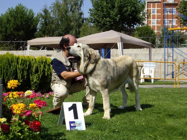 Bimba de Fuente Mimbre: Exc. 1, Best Young - Young Class Females, XXVII Monográfica AEPME, 15.09.2007
Keywords: 2007 fuentemimbre