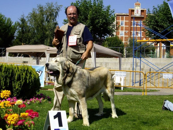 Bimba de Fuente Mimbre: Exc. 1, Best Young - Young Class Females, XXVII Monográfica AEPME, 15.09.2007
Keywords: 2007 fuentemimbre