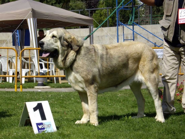 Bimba de Fuente Mimbre: Exc. 1, Best Young - Young Class Females, XXVII Monográfica AEPME, 15.09.2007
Keywords: 2007 fuentemimbre