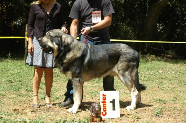 Pollero - 1. Champion Class Males, BIS - Fresno del Camino, León, 13.08.2006
Keywords: 2006