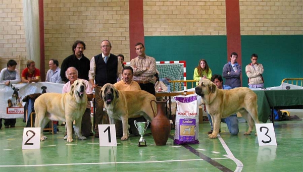 RING BEST IN SHOW - XXV Monográfica AEPME Agoncillo, La Rioja, Spain - 30.10.2005
2. Dama de Fontanar (Rubi de Montes del Pardo x Kenia de Fontanar) - Born: 06.01.2002
Breeder: Jesus Salido, owner: Sergio de Salas 

1. Sansón - (Ordoño x Princes de Vega de Albares) - Born: 28.03.2004
Breeder: Angel Sáinz de la Maza, owner: César Estébanez Alonso

3. Seo de Torreanaz ( Llanero de Ablanera x Tina de Babia) - Born: 01.07.2004
Breeder & owner: Alfonso Piris López-Dóriga 

Palavras chave: 2005