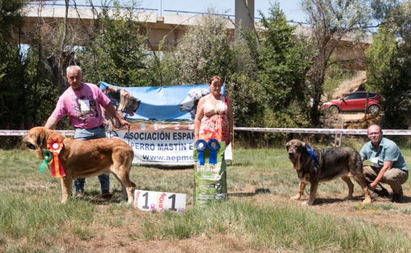 BIS: Oliveros de los Zumbos - Fresno del Camino, León, Spain 11.08.2019
Keywords: zumbos 2019