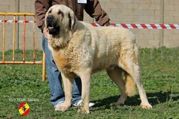 Boy de Autocan: Open Class Males - Mansilla de las Mulas, Spain 09.11.2014
Keywords: 2014 autocan