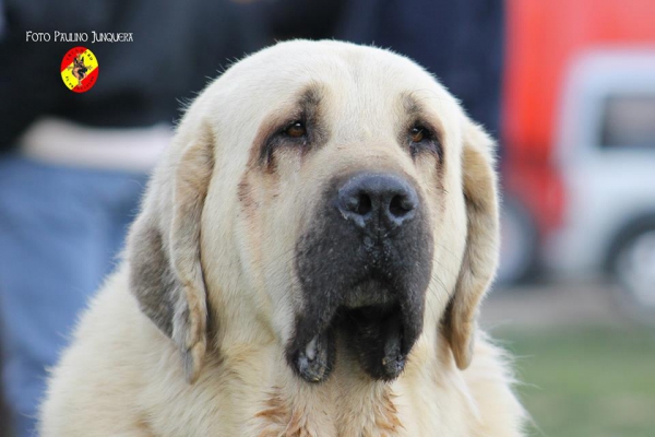 Boy de Autocan: Open Class Males - Mansilla de la Mulas, Spain 09.11.2014
Kľúčové slová: 2014 autocan head portrait cabeza