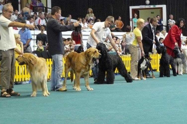 Historia Tornado Erben: 18.08: Exc.1 & 19.08: Exc.1, CAC, CACIB, BOB - Intermediate Class Females, International show Bratislava 18/19.08.07
Keywords: 2007 confundo