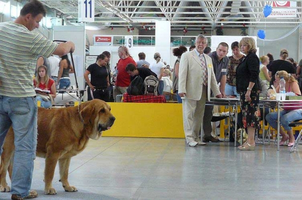 Historia Tornado Erben: 18.08: Exc.1 & 19.08: Exc.1, CAC, CACIB, BOB - Intermediate Class Females, International show Bratislava 18/19.08.07
Keywords: 2007 confundo