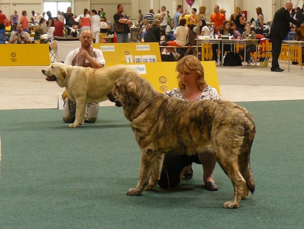 Jenny Mastibe: exc 1, CAC, res. CACIB & Pinta de Cerro del Viento: exc 2 - Intermediate Class Females. International show, Bratislava 10.05.2009 
Keywords: 2009