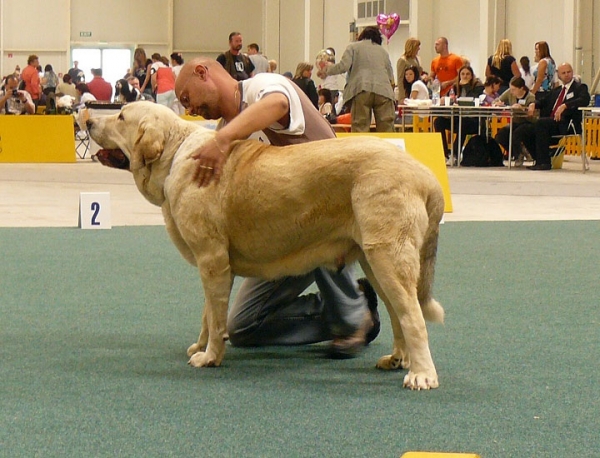 Pinta de Cerro del Viento: exc 2 - Intermediate Class Females, International show, Bratislava 10.05.2009
Keywords: 2009