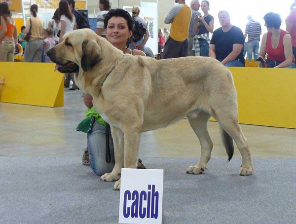 Ramonet: 18.08: Exc.1, CAC, CACIB, BOB & 19.08: Exc.1, CAC, CACIB - Intermediate Class Males, International show Bratislava 18/19.08.07
Keywords: 2007 tornado confundo