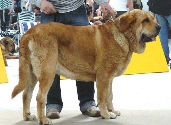 Historia Tornado Erben: Exc.1, CAC, CACIB, BOB - Intermediate Class Females, International show Bratislava 13.05.2007
Keywords: 2007 confundo