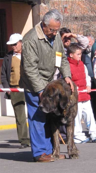 Tigretón, Open Class Males - Mansilla de las Mulas 07.11.2004
Keywords: 2004 lorenzo