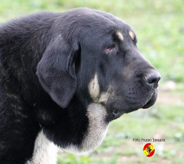 Brisca de Filandón: Young Class Females - Mansilla de las Mulas 09.11.2014
Keywords: 2014 head portrait cabeza