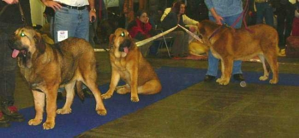 Hazelfa, Hetty & Historia Tornado Erben - Promising 4,  Very Promising 3,  Very Promising 2 - Puppy Class Females - International Show in Brno, Czech Republic 12-02-2006 
(Druso de la Aljabara x Cassandra Tornado Erben) 


Nøkkelord: 2006 tornado