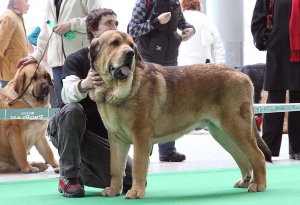 Anuler Alano - Exc.1, CAC, CACIB, BOB - Intermediate Class Males, International show Brno 06.07-02.10
Keywords: 2010 mastibe anuler