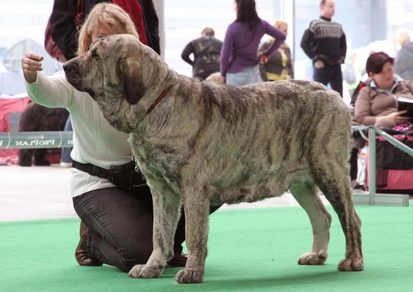 Jenny Mastibe - Exc.1, CAC, CACIB - Champion Class Females, International show Brno 06.07-02.10
Keywords: 2010 mastibe