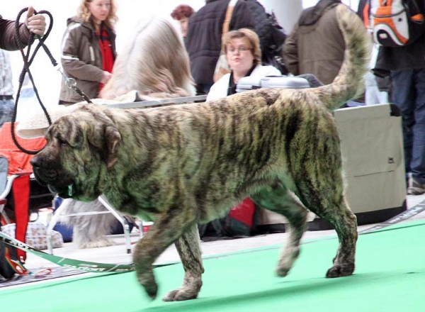 Marco Goner Mastibe - Exc.1, CAJC, Best Junior - Junior Class Males - International show Brno 06.07-02.10
Keywords: 2010 mastibe