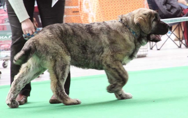 Primus Mastibe - VG 1 - Baby Class Males, International show Brno 06.07-02.10
Keywords: 2010 mastibe