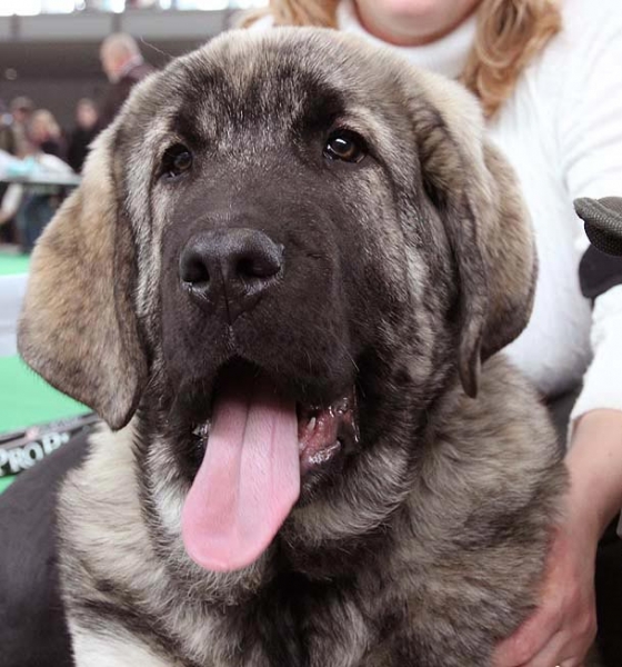 Primus Mastibe - VG 1 - Baby Class Males, International show Brno 06.07-02.10
Keywords: 2010 mastibe head portrait cabeza